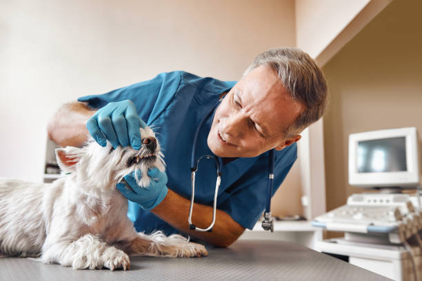 Best Walk-In Emergency Dental Services in Rouse, CA